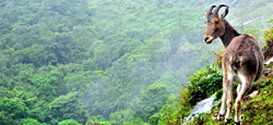 Munnar - Thekkady - Alleppey - Kovalam Tour Package