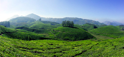 Munnar - Thekkady - Alleppey - Kovalam Holiday Package