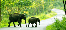 Wayanad - Ooty - Munnar Tour Package from Bangalore