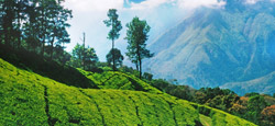 Coorg - Ooty - Coonoor - Munnar Tour Package from Bangalore
